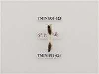 藏品(叩頭蟲科)的圖片